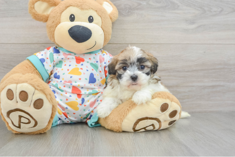 Funny Havapoo Poodle Mix Pup