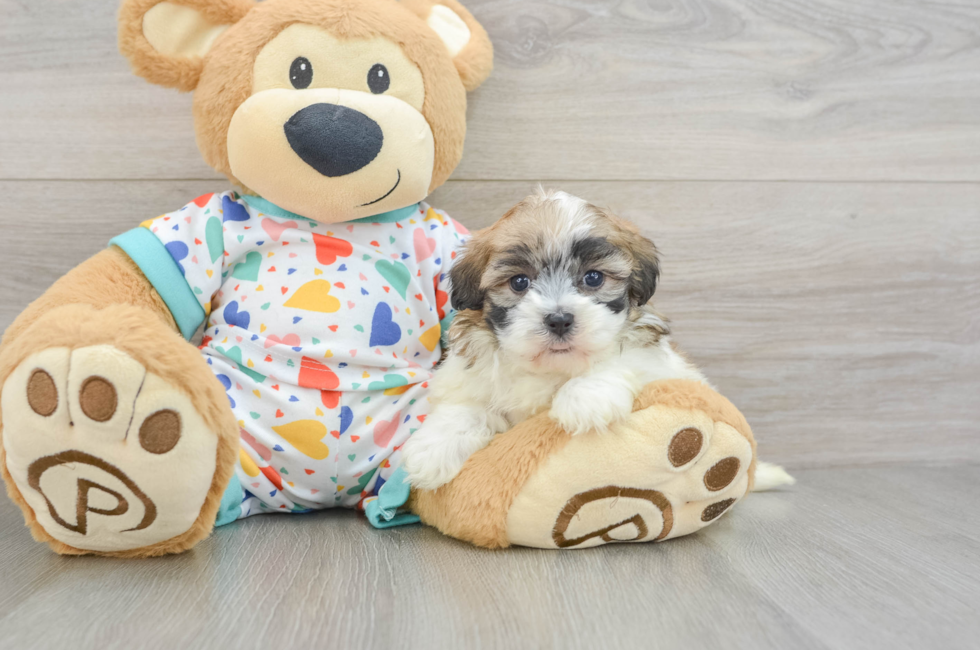 5 week old Havapoo Puppy For Sale - Fairfield Furbabies