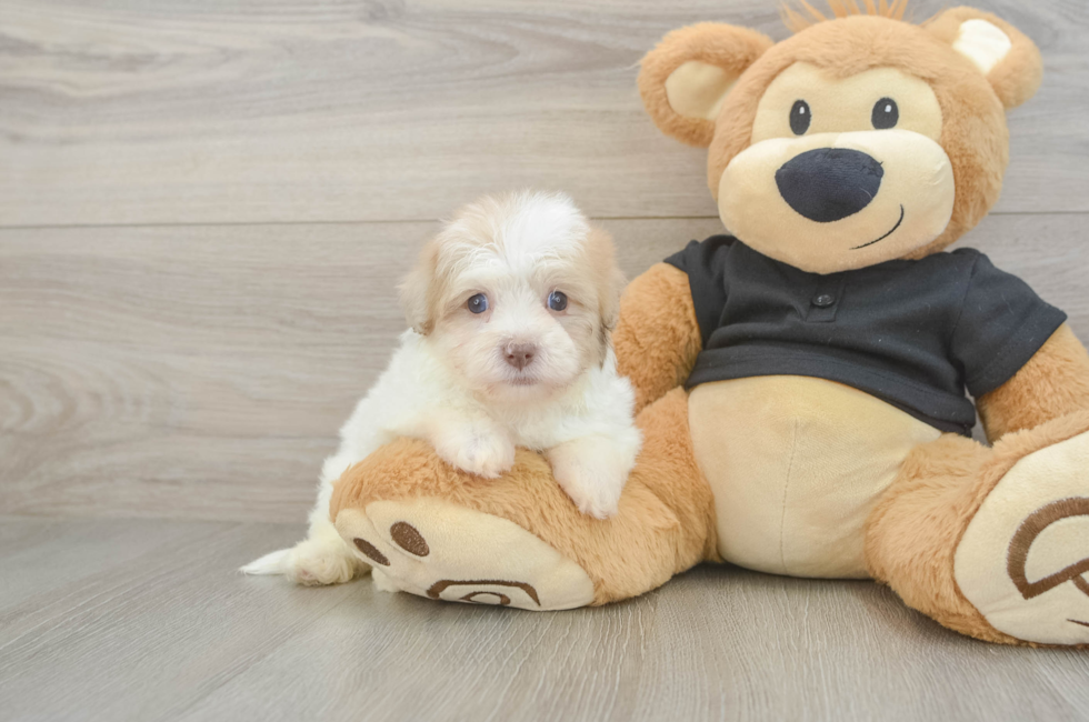 5 week old Havapoo Puppy For Sale - Fairfield Furbabies