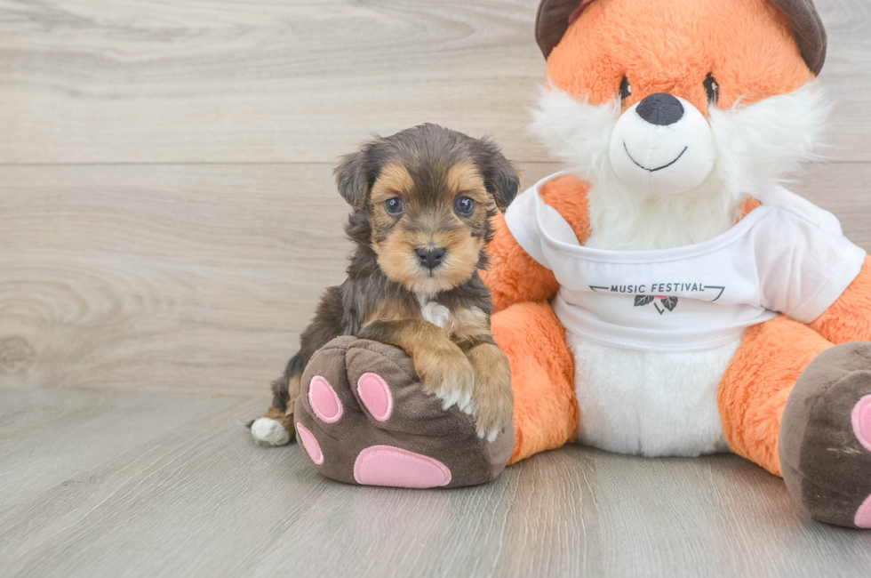 5 week old Havapoo Puppy For Sale - Fairfield Furbabies