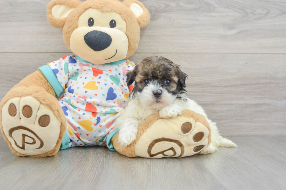 5 week old Havapoo Puppy For Sale - Fairfield Furbabies