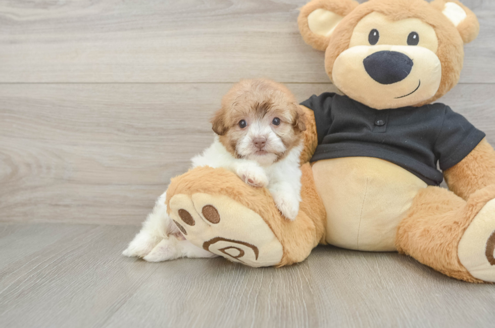 5 week old Havapoo Puppy For Sale - Fairfield Furbabies