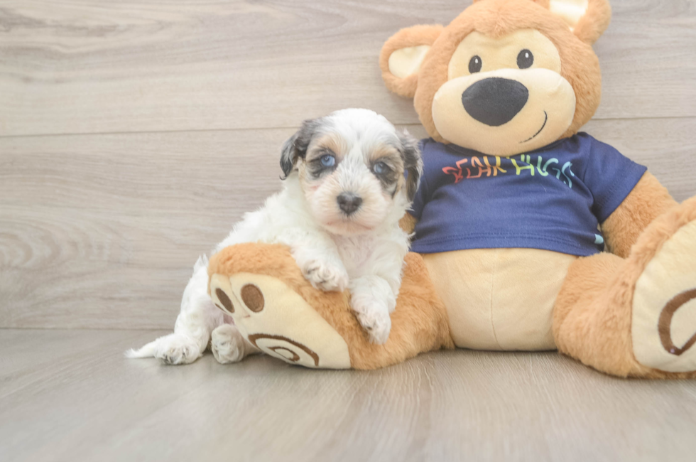 6 week old Havapoo Puppy For Sale - Fairfield Furbabies
