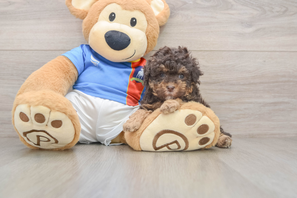 Hypoallergenic Havadoodle Poodle Mix Puppy