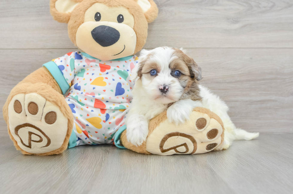 5 week old Havapoo Puppy For Sale - Fairfield Furbabies