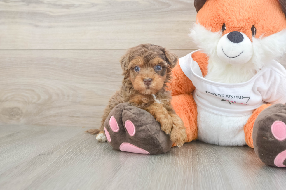 5 week old Havapoo Puppy For Sale - Fairfield Furbabies