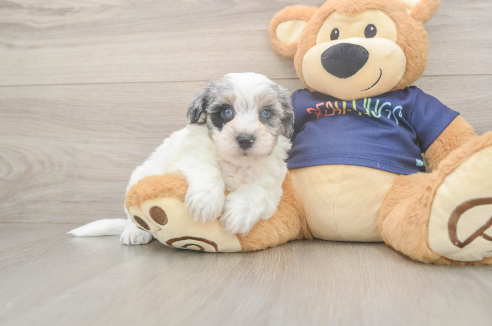 6 week old Havapoo Puppy For Sale - Fairfield Furbabies