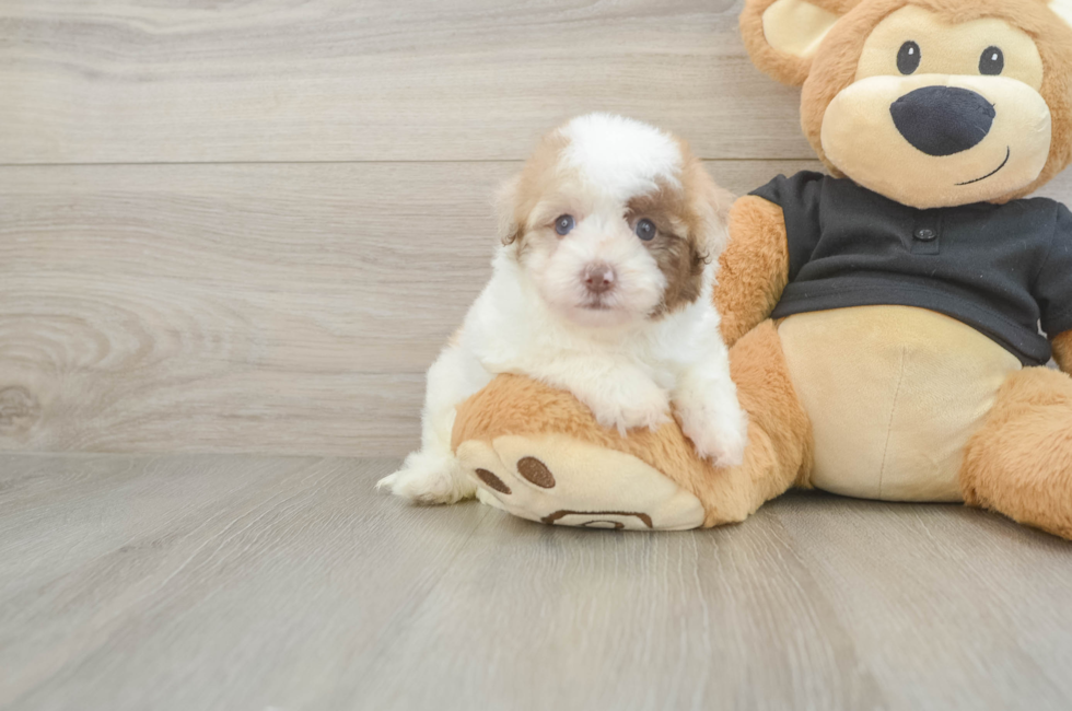 5 week old Havapoo Puppy For Sale - Fairfield Furbabies