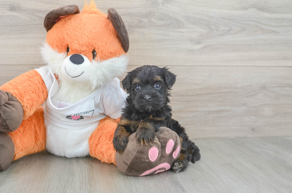 5 week old Havapoo Puppy For Sale - Fairfield Furbabies