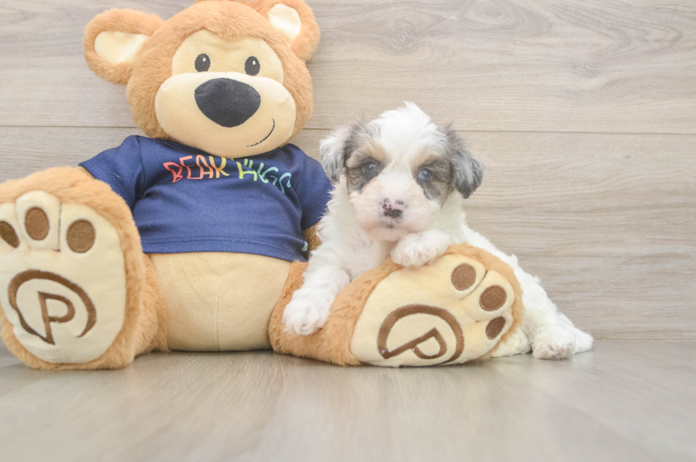 6 week old Havapoo Puppy For Sale - Fairfield Furbabies