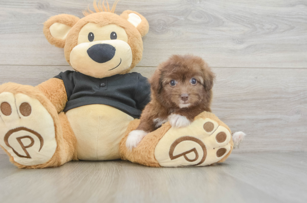 5 week old Havapoo Puppy For Sale - Fairfield Furbabies