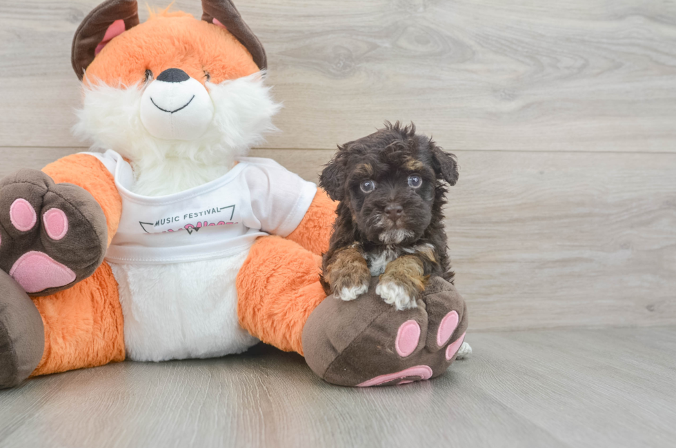 5 week old Havapoo Puppy For Sale - Fairfield Furbabies