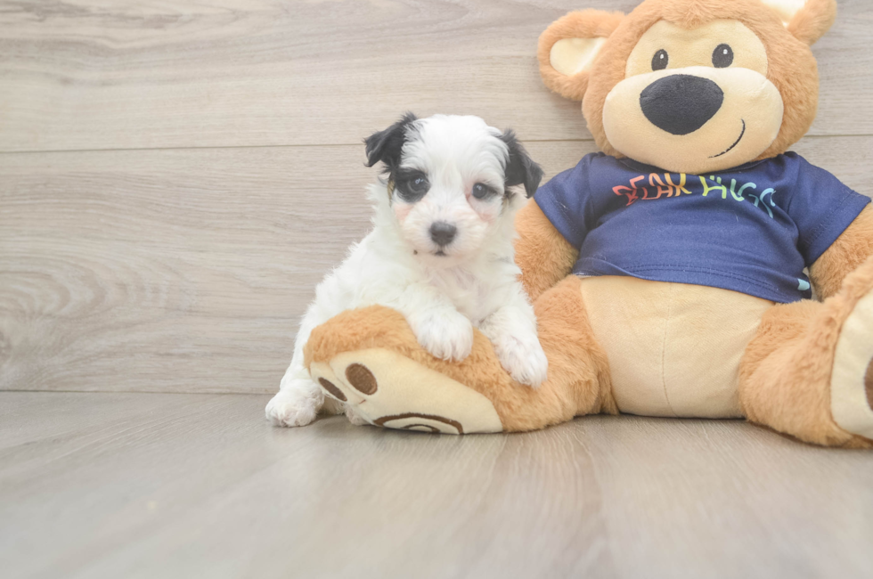 6 week old Havapoo Puppy For Sale - Fairfield Furbabies