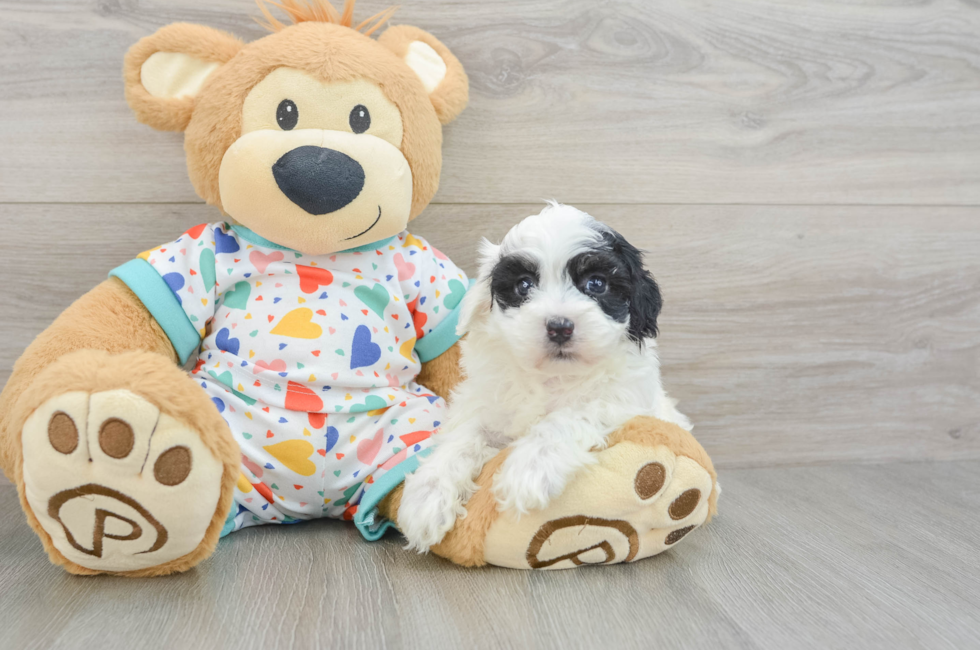 5 week old Havapoo Puppy For Sale - Fairfield Furbabies