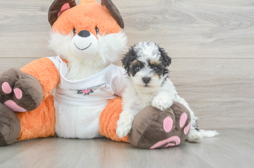 5 week old Havapoo Puppy For Sale - Fairfield Furbabies