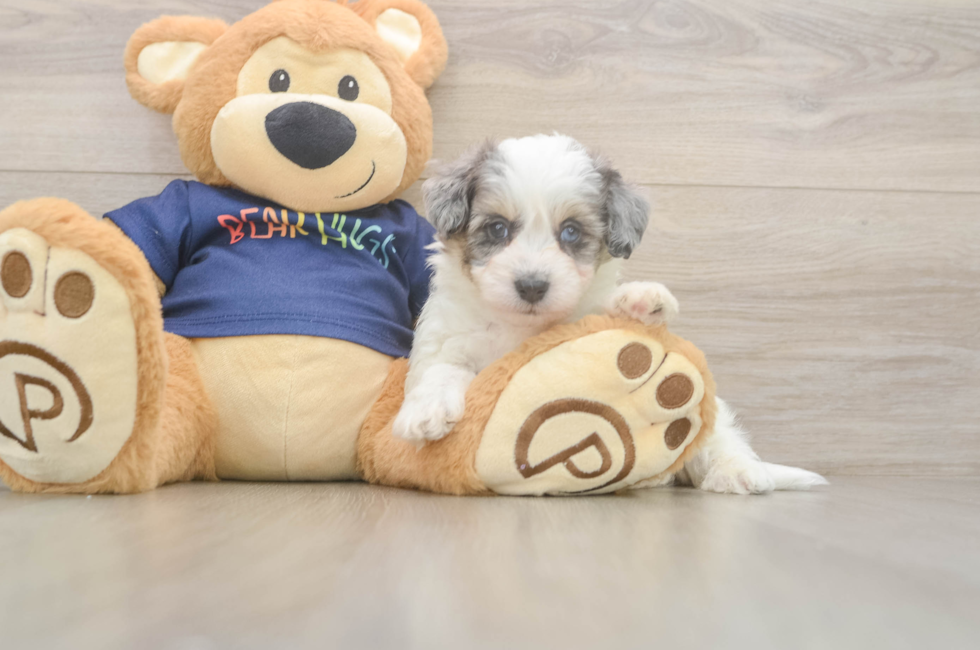 6 week old Havapoo Puppy For Sale - Fairfield Furbabies