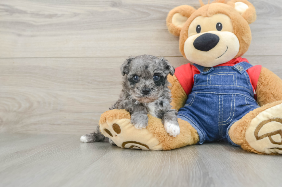 8 week old Havapoo Puppy For Sale - Fairfield Furbabies