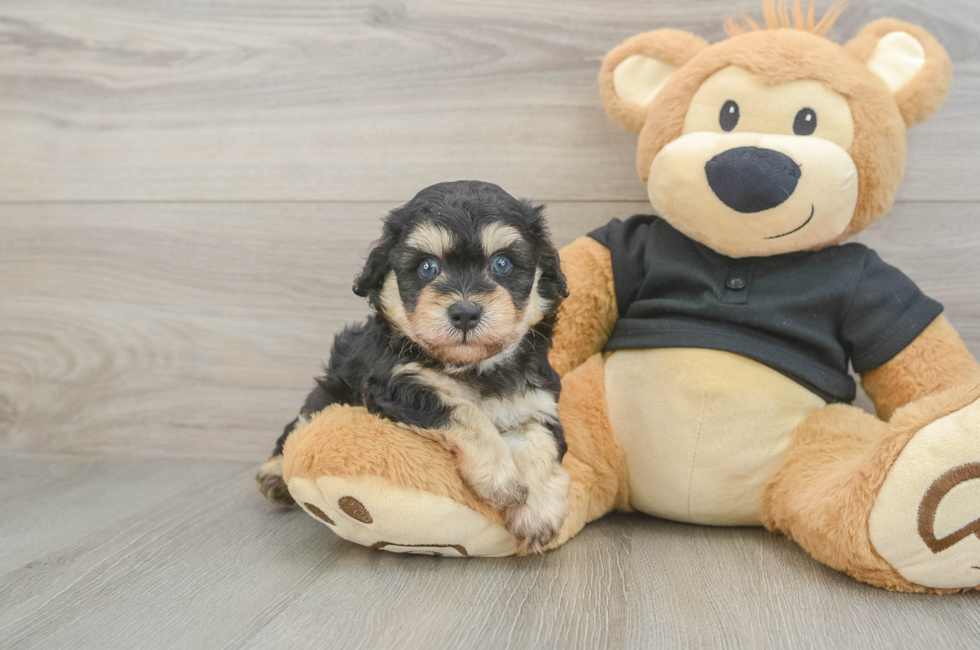 5 week old Havapoo Puppy For Sale - Fairfield Furbabies