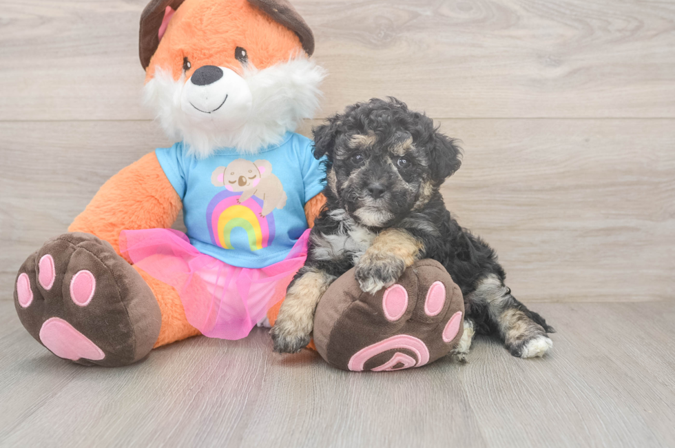7 week old Havapoo Puppy For Sale - Fairfield Furbabies