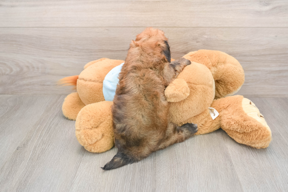 Havapoo Pup Being Cute