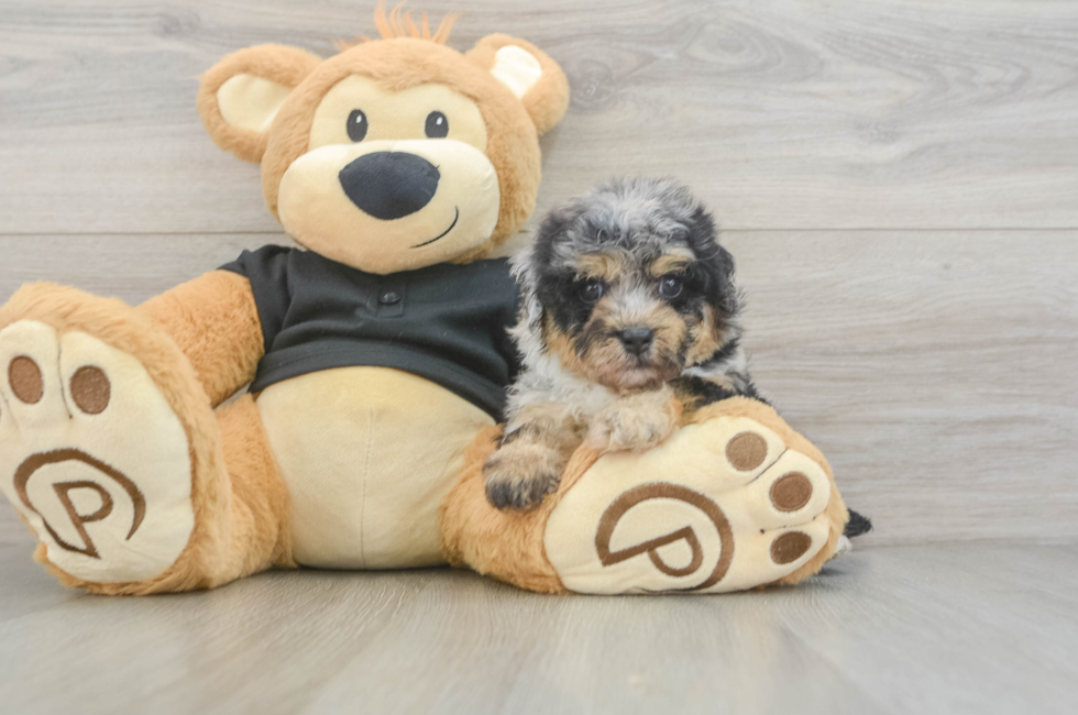 5 week old Havapoo Puppy For Sale - Fairfield Furbabies