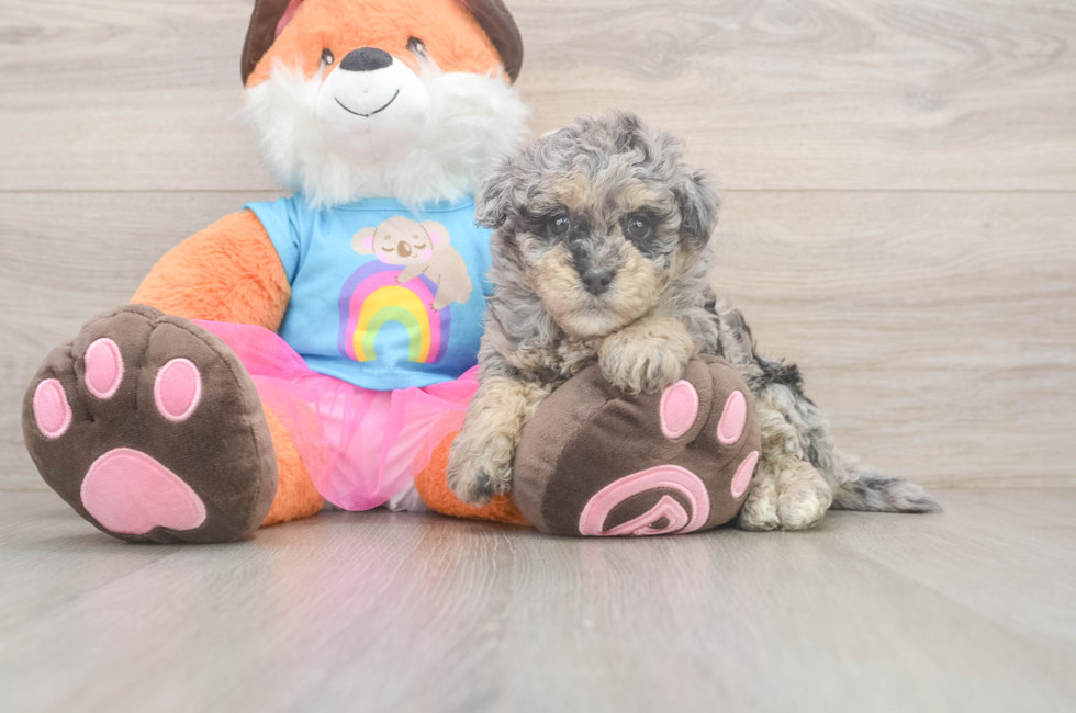 7 week old Havapoo Puppy For Sale - Fairfield Furbabies