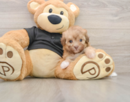 8 week old Havapoo Puppy For Sale - Fairfield Furbabies