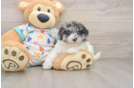 Best Havapoo Baby