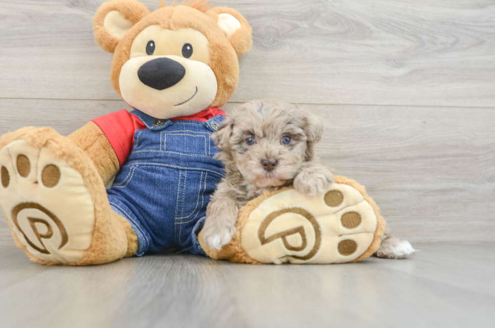 8 week old Havapoo Puppy For Sale - Fairfield Furbabies