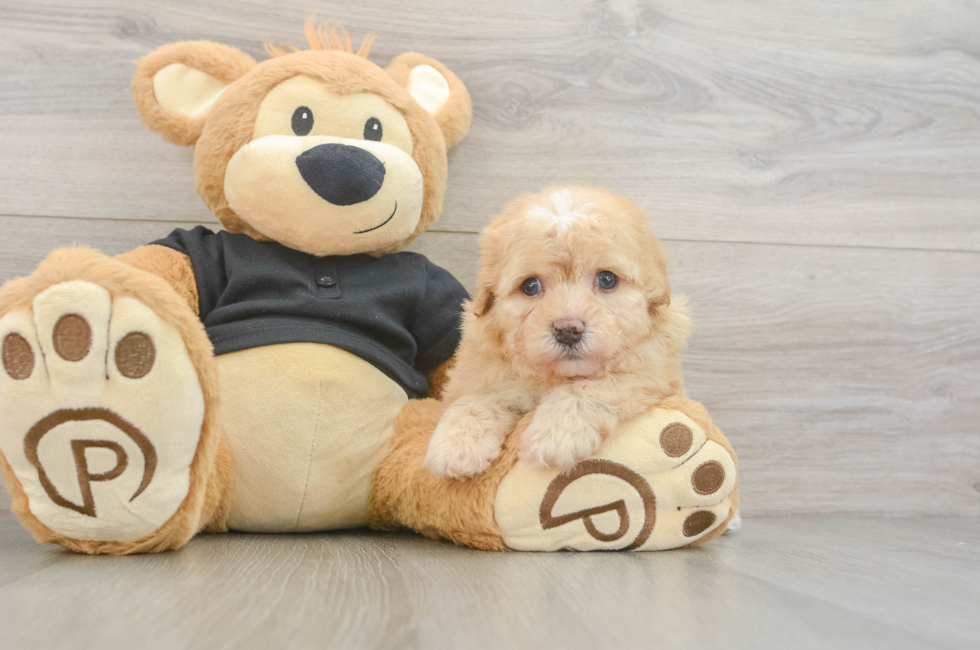 5 week old Havapoo Puppy For Sale - Fairfield Furbabies