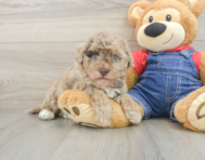 8 week old Havapoo Puppy For Sale - Fairfield Furbabies