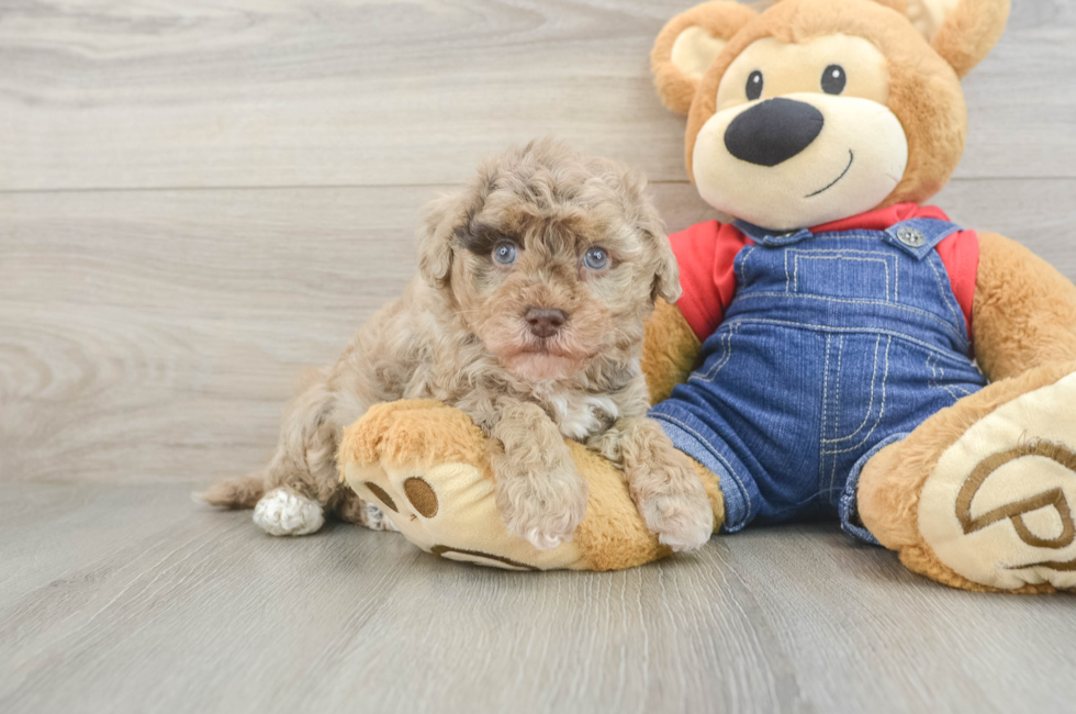 8 week old Havapoo Puppy For Sale - Fairfield Furbabies