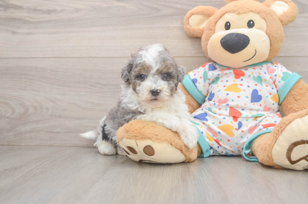 7 week old Havapoo Puppy For Sale - Fairfield Furbabies