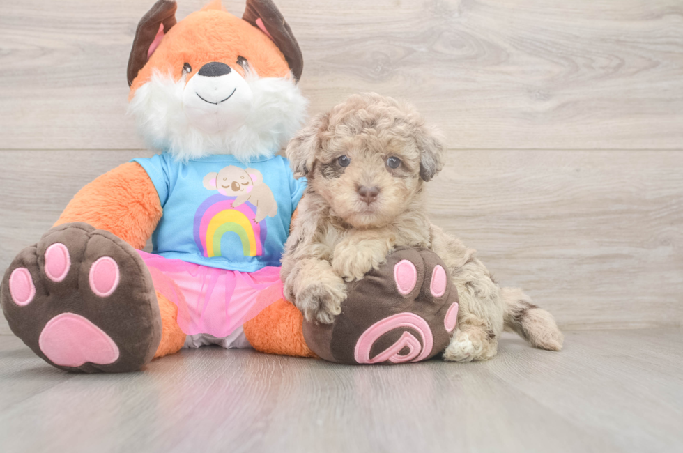 7 week old Havapoo Puppy For Sale - Fairfield Furbabies