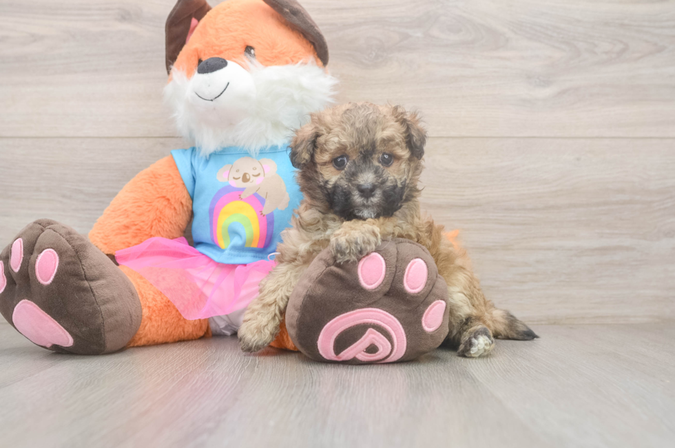 7 week old Havapoo Puppy For Sale - Fairfield Furbabies