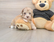 8 week old Havapoo Puppy For Sale - Fairfield Furbabies