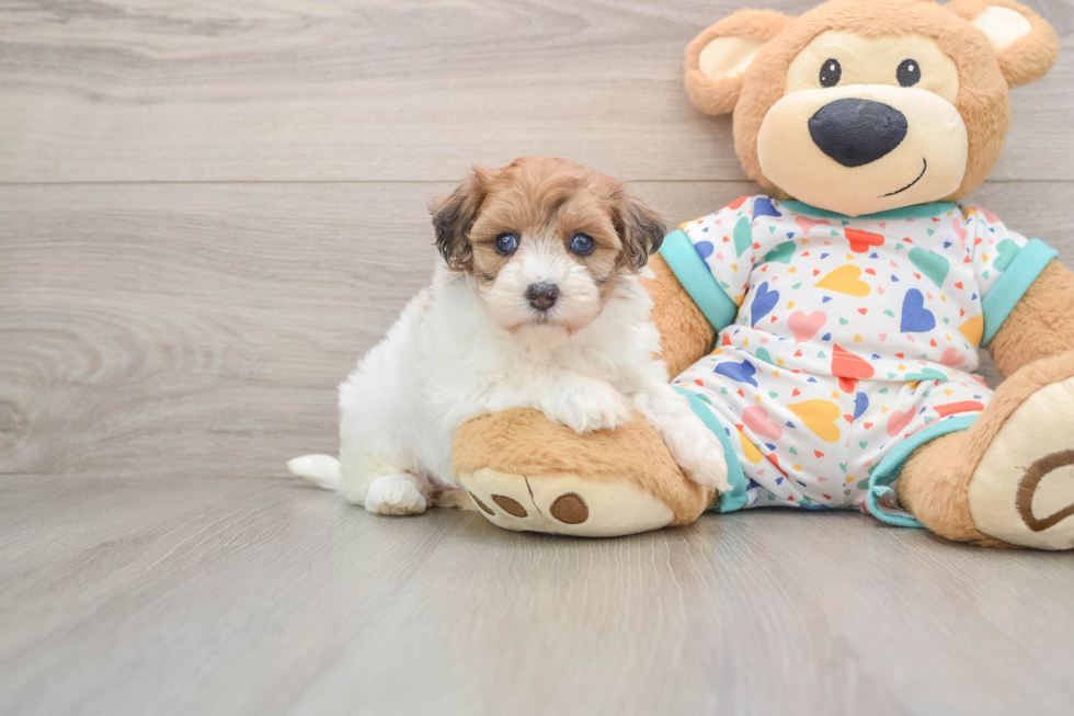 Havapoo Puppy for Adoption