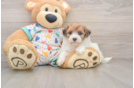 Best Havapoo Baby