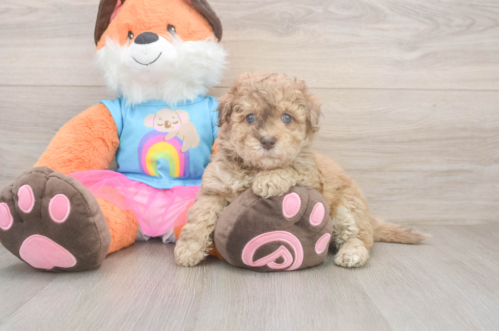 7 week old Havapoo Puppy For Sale - Fairfield Furbabies