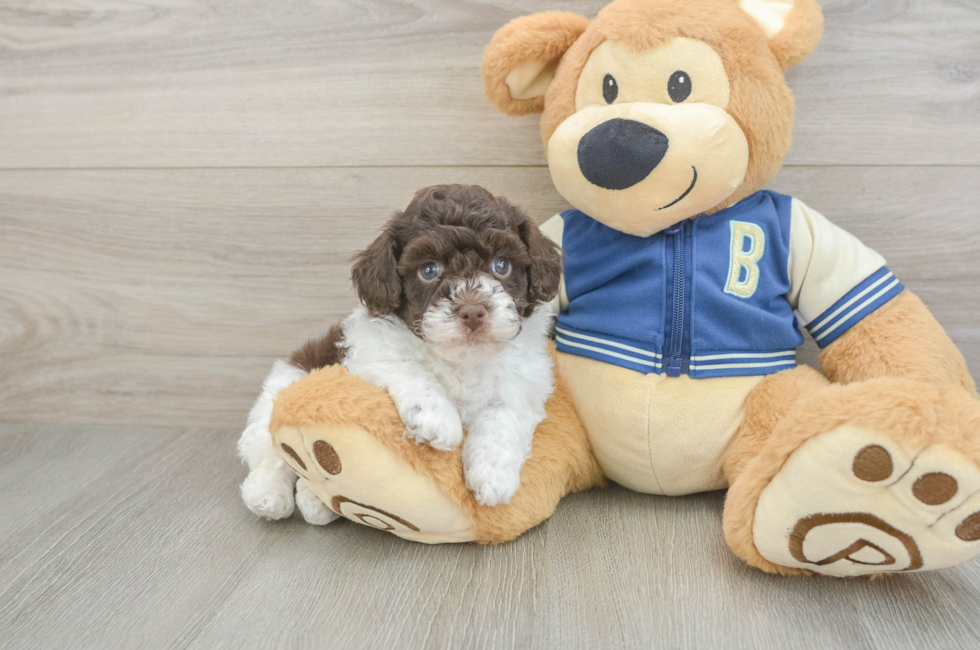 7 week old Havapoo Puppy For Sale - Fairfield Furbabies