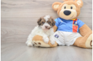 Adorable Havadoodle Poodle Mix Puppy