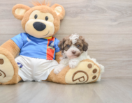 7 week old Havapoo Puppy For Sale - Fairfield Furbabies
