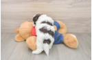 Funny Havapoo Poodle Mix Pup