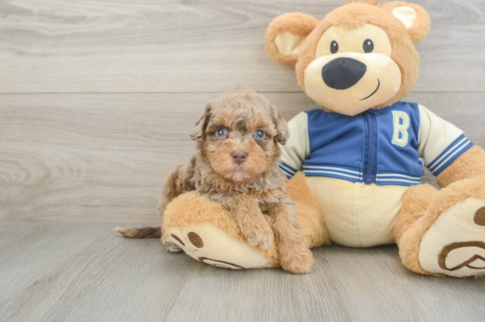 7 week old Havapoo Puppy For Sale - Fairfield Furbabies