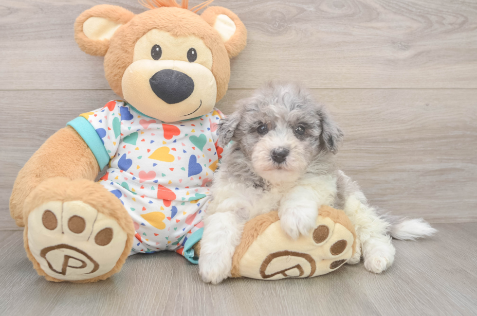 8 week old Havapoo Puppy For Sale - Fairfield Furbabies