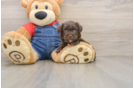 Havapoo Puppy for Adoption