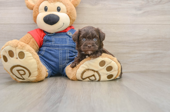 Havapoo Puppy for Adoption
