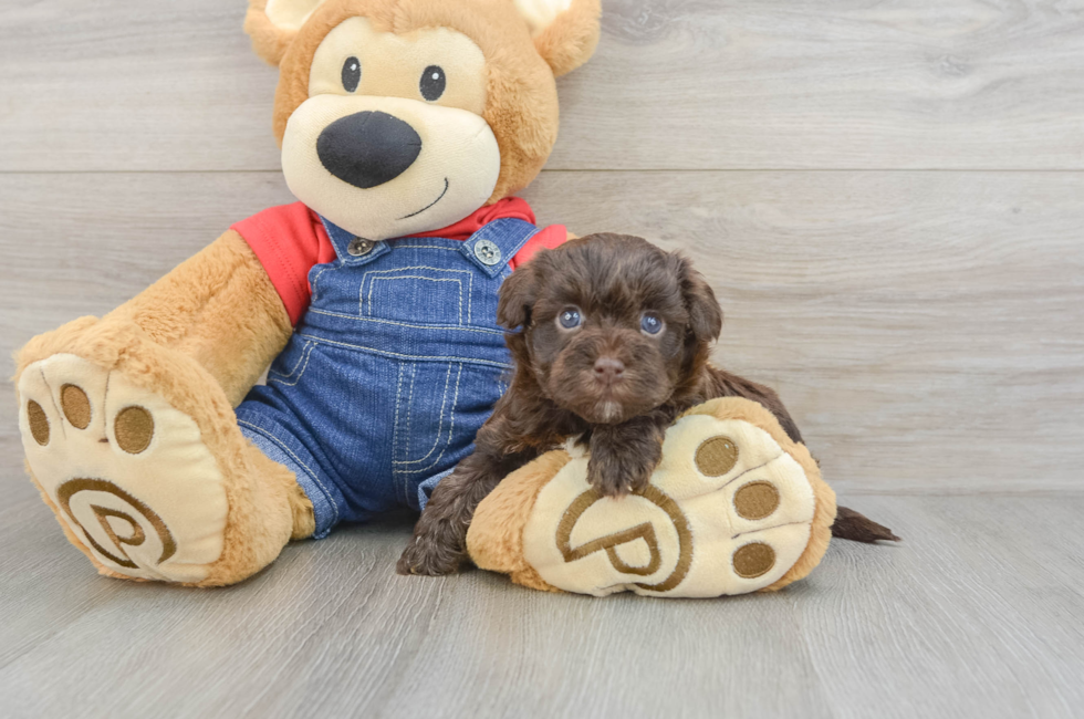 8 week old Havapoo Puppy For Sale - Fairfield Furbabies