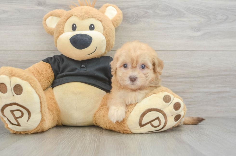 6 week old Havapoo Puppy For Sale - Fairfield Furbabies