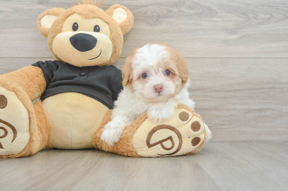 6 week old Havapoo Puppy For Sale - Fairfield Furbabies